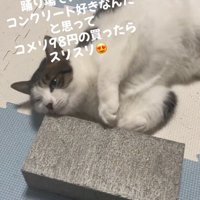 気持ちよさそうな猫