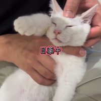 頭をおさえられる子猫