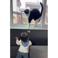 猫と赤ちゃん