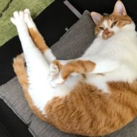 寝ている猫