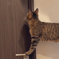 ドアノブに前足を乗せて、天井を見つめる猫