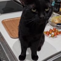台所に座る猫