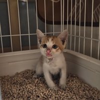 猫砂の上に座る子猫