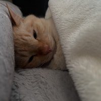 布団をかけて人間のように寝ている猫
