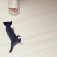 室内にいるデボンレックスの赤ちゃん猫たち