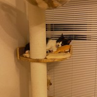 キャットタワーにいる猫