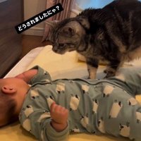 床で寝ている赤ちゃんを見ている猫