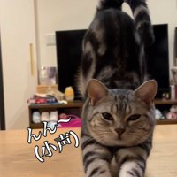 兄に呼ばれて伸びをする猫