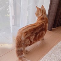 カーテン越しに外を見る猫