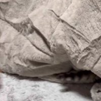 こたつの中に入っていく猫