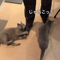 男性の左足の下に戻って来た猫