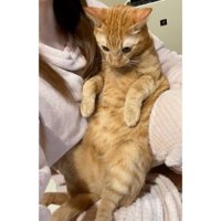 抱かれている猫