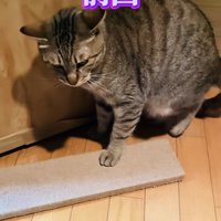 帰宅を拒否するキジトラ猫
