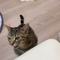 振り返る猫