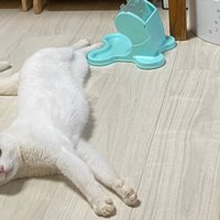 床に寝転ぶ白猫