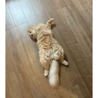 室内にいる猫