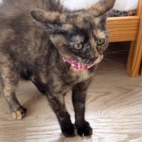 威嚇し始める子猫