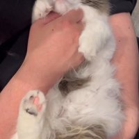 お腹を撫でられる猫2