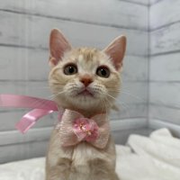 ピンク色のリボンをつけた猫