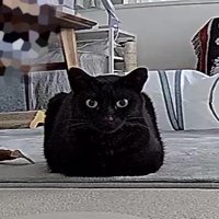 前足を体の下にしまって座る猫