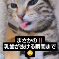 舌先を出す猫