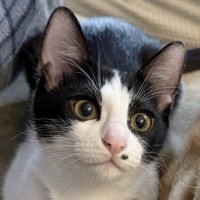 洗濯物を干す飼い主を見守るハチワレ猫