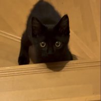 飼い主さんを上目遣いで見る子猫