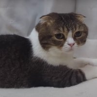 気配を聞く猫