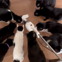 嗅ぐ猫