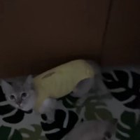 キッチンマットの上にいる母猫