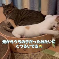 ベッドに座る2匹の猫