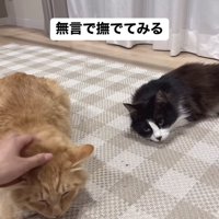 ママに撫でられる茶トラ猫を見るハチワレ猫