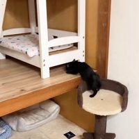 ベッドの下に潜りこむ黒子猫