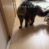 背中を丸めて威嚇のポーズをとっているカメラ目線の猫（尻尾下げ）