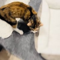 鳴きながら飼い主さんのところに行く三毛猫