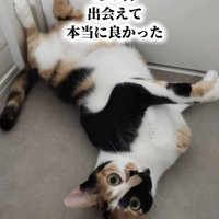 仰向けになる三毛猫