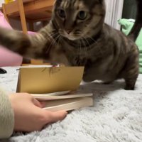 飼い主に襲いかかる猫