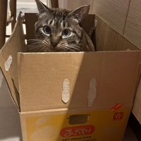 段ボールに入る猫