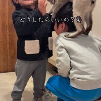 わちゃわちゃする兄妹と猫