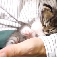 手の中に収まって