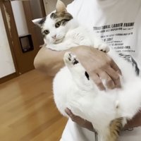 白いTシャツ姿の男性に抱かれる猫ちゃん