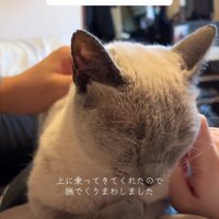 なでられる猫