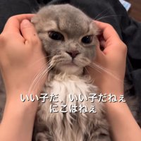 慰められる猫
