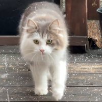 雪を乗せて歩く猫