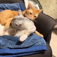 サバトラ猫を羽交い絞めにする茶トラ猫