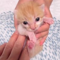 おなかをマッサージされる子猫