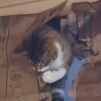 部屋の上部に開いた穴の上でくつろぐ猫