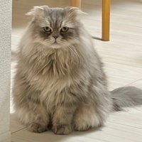 長毛猫カメラ目線アップ