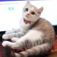 キーボード上で横になりきょとんとする子猫