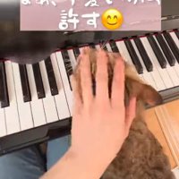 猫の頭をなでる手